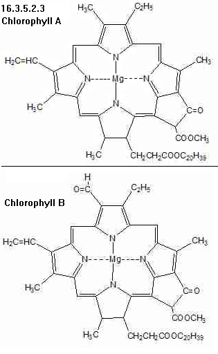 See diagram: 16.3.5.2.3: Chlorophyll a and chlorophyll b