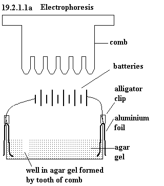 See diagram 19.2.1.1a: Electrophoresis.