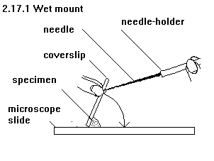See diagram 2.27.1: Wet mount