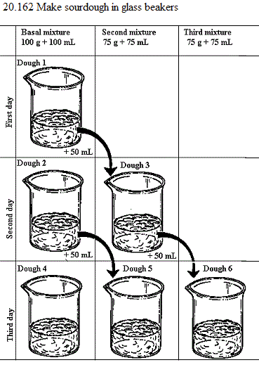 See diagram 20.162: Making sourdough in glass beakers