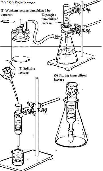 See diagram 20.190: Split lactose
