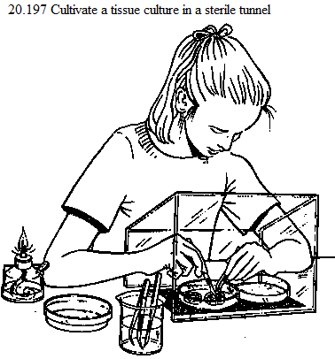 See diagram 20.197: Cultivate a tissue culture in a sterile tunnel
