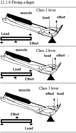 See diagram 21.1.6: Flexing a finger.