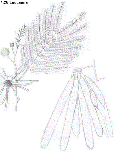 See diagram: Leucaena