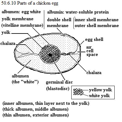 See diagram 50.6.10: Parts of an egg