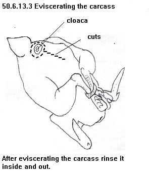 See diagram 50.6.13.3: Cutting the carcass