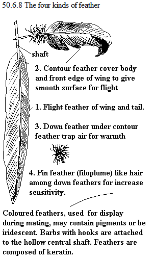 See diagram 50.6.8: Feathers