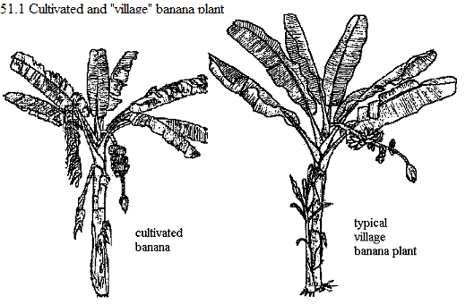 See diagram 51.1: Cultivated and "village" banana plant