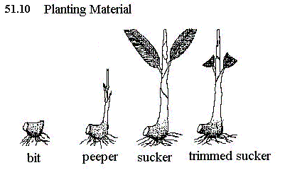 See diagram 51.10: Planting material, bit, peeper, sucker
