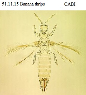 See diagram 51.11.15: Banana rust thrips