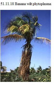 See diagram 51.11.18: Banana wilt phytoplasma damage