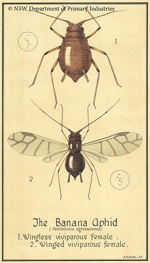 See diagram 51.11.2: Banana aphid