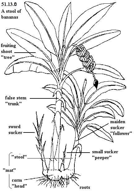 See diagram 51.13.0: A "stool" of bananas