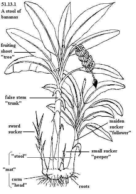See diagram 51.13.1: A "stool" of bananas