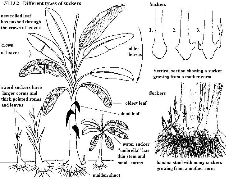See diagram 51.13.2: Different types of suckers