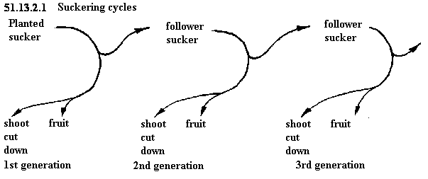 See diagram 51.13.2.1: Suckering cycles