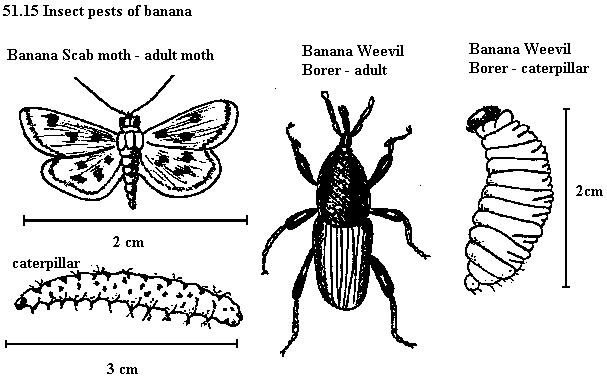 See diagram 51.15: Banana weevil borer