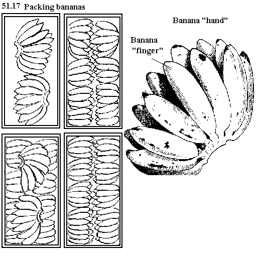 See diagram 51.17: Packing bananas, "hand", "finger"