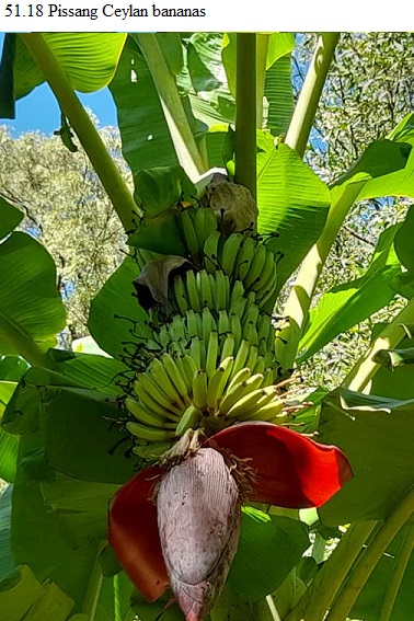 See diagram 51.18: Pisang Ceylan bananas