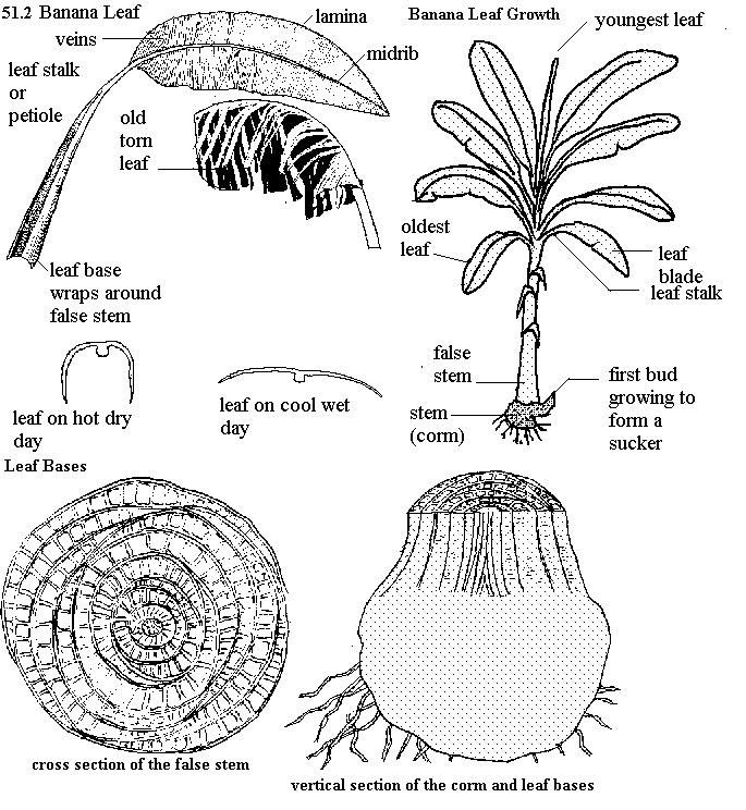 See diagram 51.2: Banana leaf