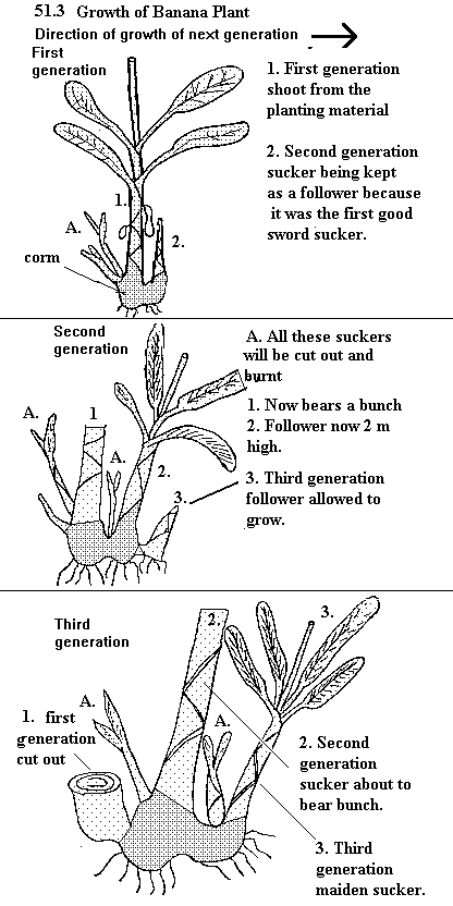 See diagram 51.3: Growth of banana plant