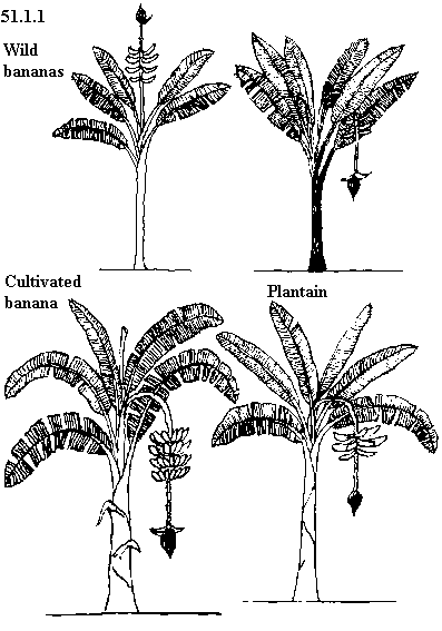 See diagram 51.4: Wild bananas, cultivated banana, plantain