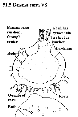 See diagram 51.5: Banana corm V.S.