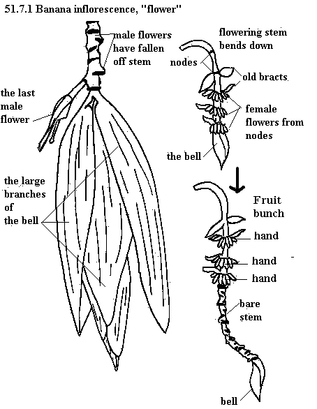 See diagram 51.7.1: Banana inflorescence, "flower"