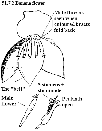 See diagram 51.7.2: Banana flower, male flower