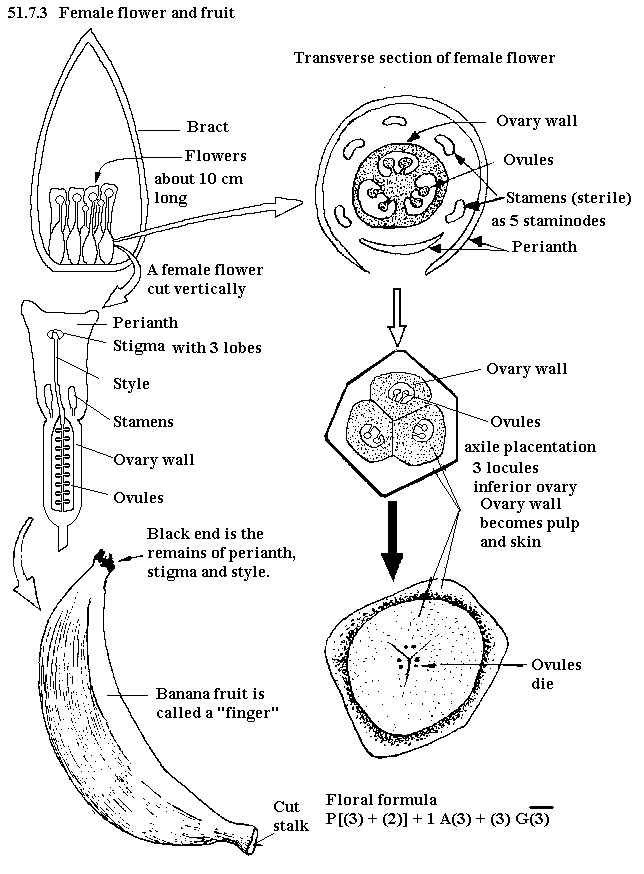 See diagram 51.7.3: Female flower and fruit