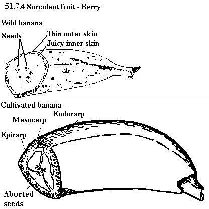 See diagram 51.7.4: Wild banana, Cultivated banana