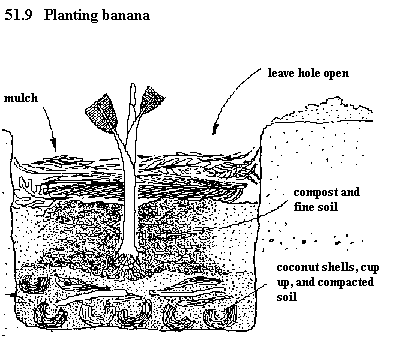 See diagram 51.9: Planting banana