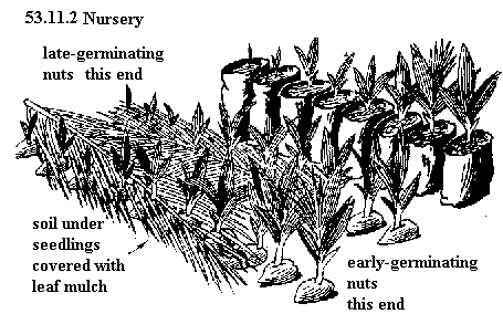See diagram 53.11.2: Nursery