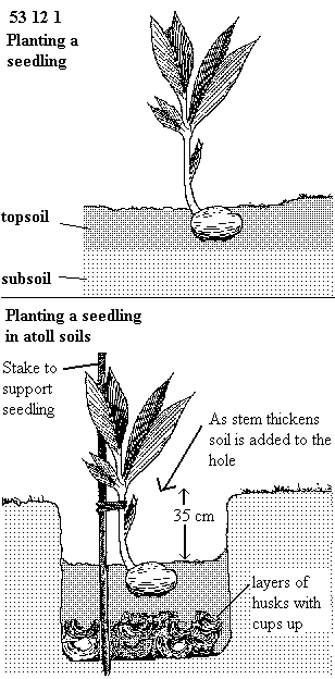 See diagram 53.12.1: Planting a seedling