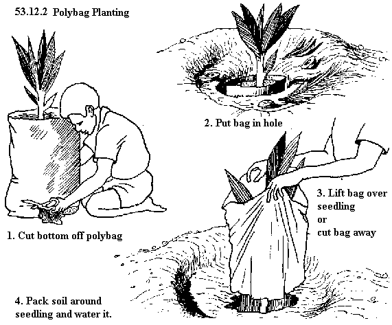 See diagram 53.12.2: Polybag planting