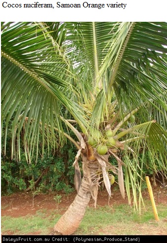 See diagram 53.16: "Samoan Orange" variety