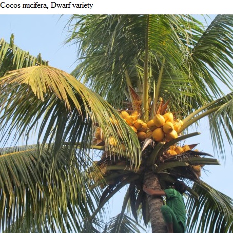 See diagram 53.17: "Malay Gold" variety