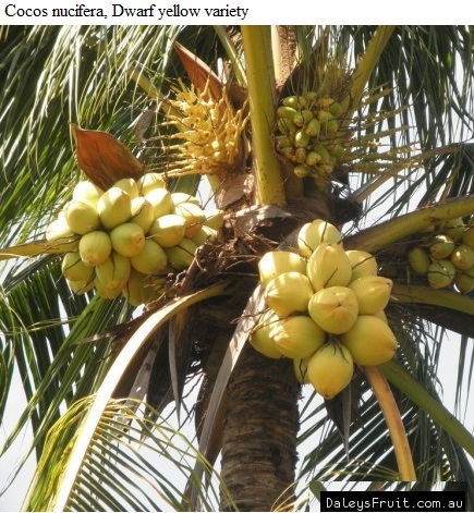 *See diagram53.19: "Dwarf yellow" variety