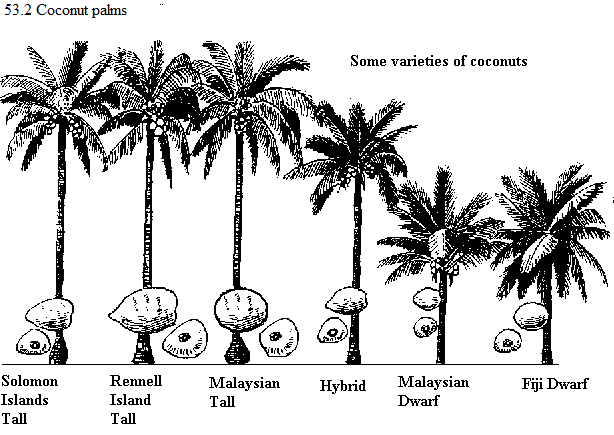 See diagram 53.2: Some varieties of coconuts