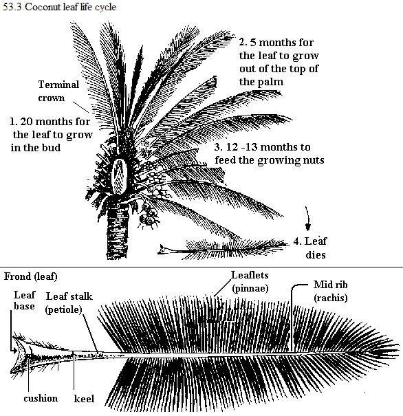 See diagram 53.3: Leaf life cycle, frond life cycle