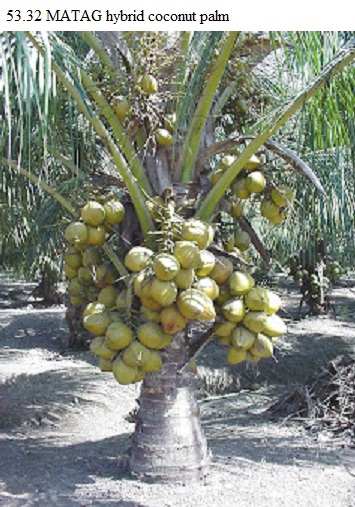 See diagram 53.32: "MATAG hybrid tender nut" variety