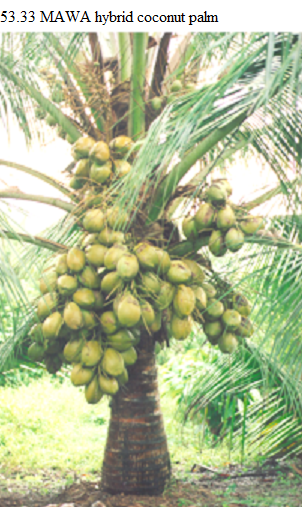 See diagram 53.33: "MAWA hybrid" variety