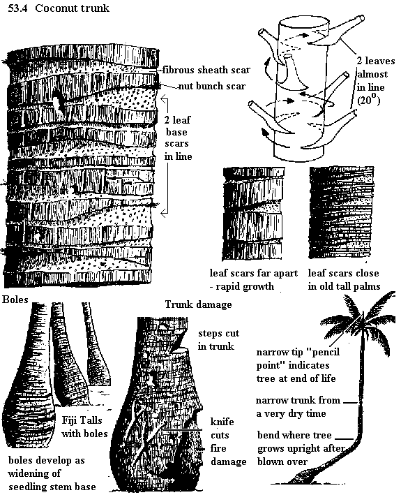 See diagram 53.4: Coconut trunk