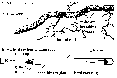 See diagram 53.5: Coconut roots, VS of main root