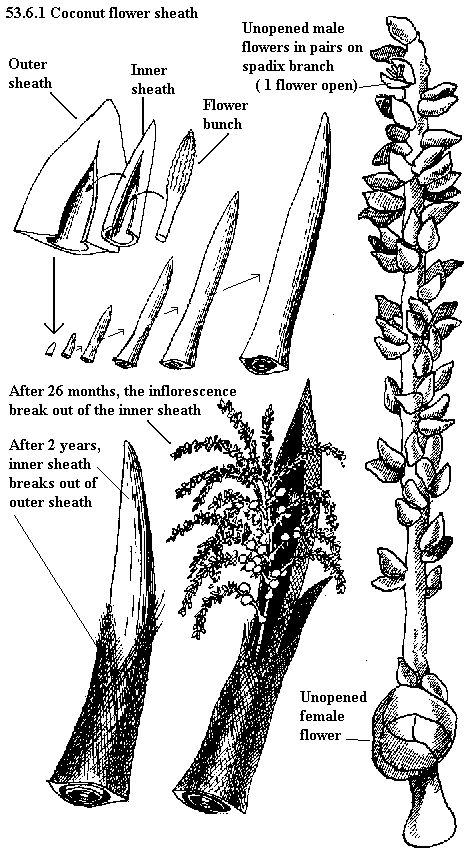 See diagram 53.6.1: Coconut flower sheath