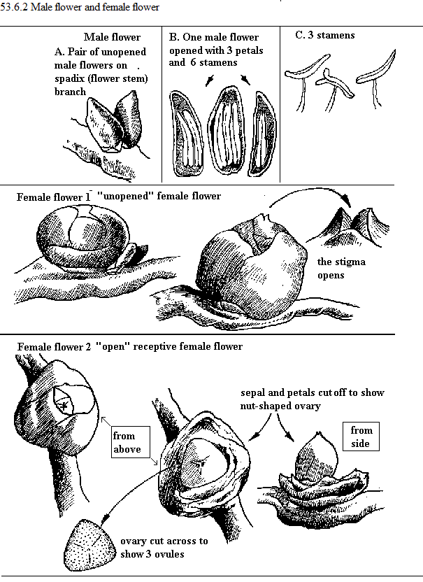 See diagram 53.6.2: Male flower, Female flower
