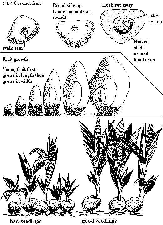 See diagram 53.7: Coconut fruit, bad seedlings, good seedlings