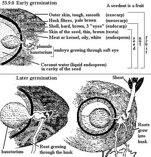 See diagram 53.9.0: Early germination, Later germination