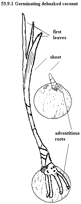 See diagram 53.9.1: Germinating dehusked coconut