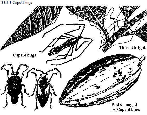 See diagram 55.1.1: Cocoa capsids